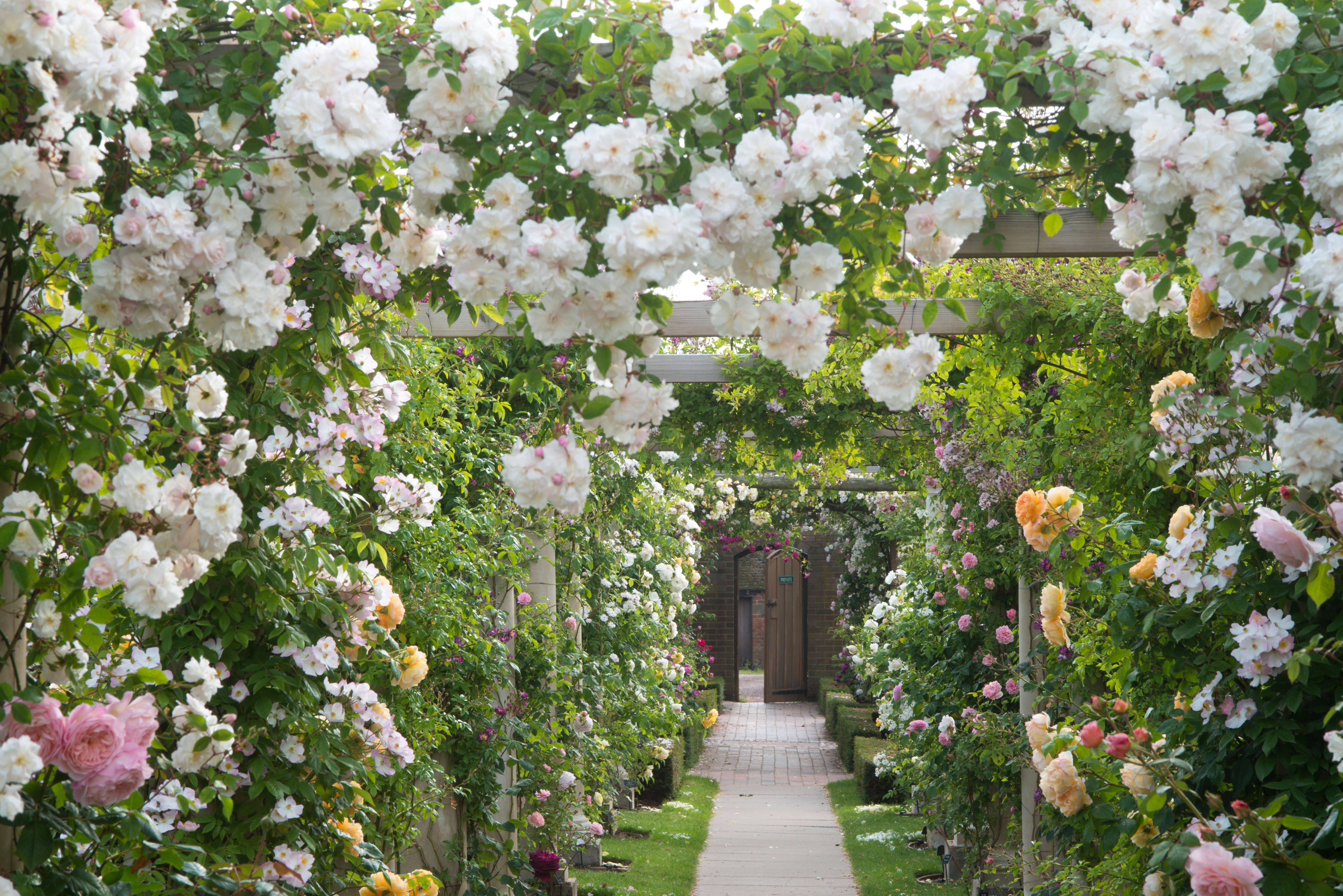 A Lovely Rose Arbor