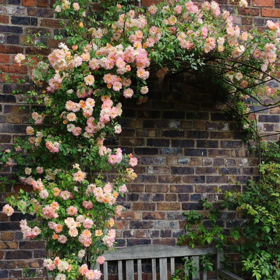 Rose Trellis
