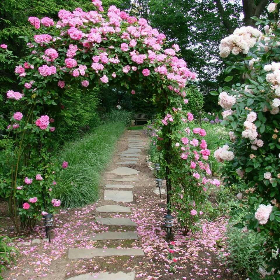 Wonderful Bougainvillea Trellis Ideas