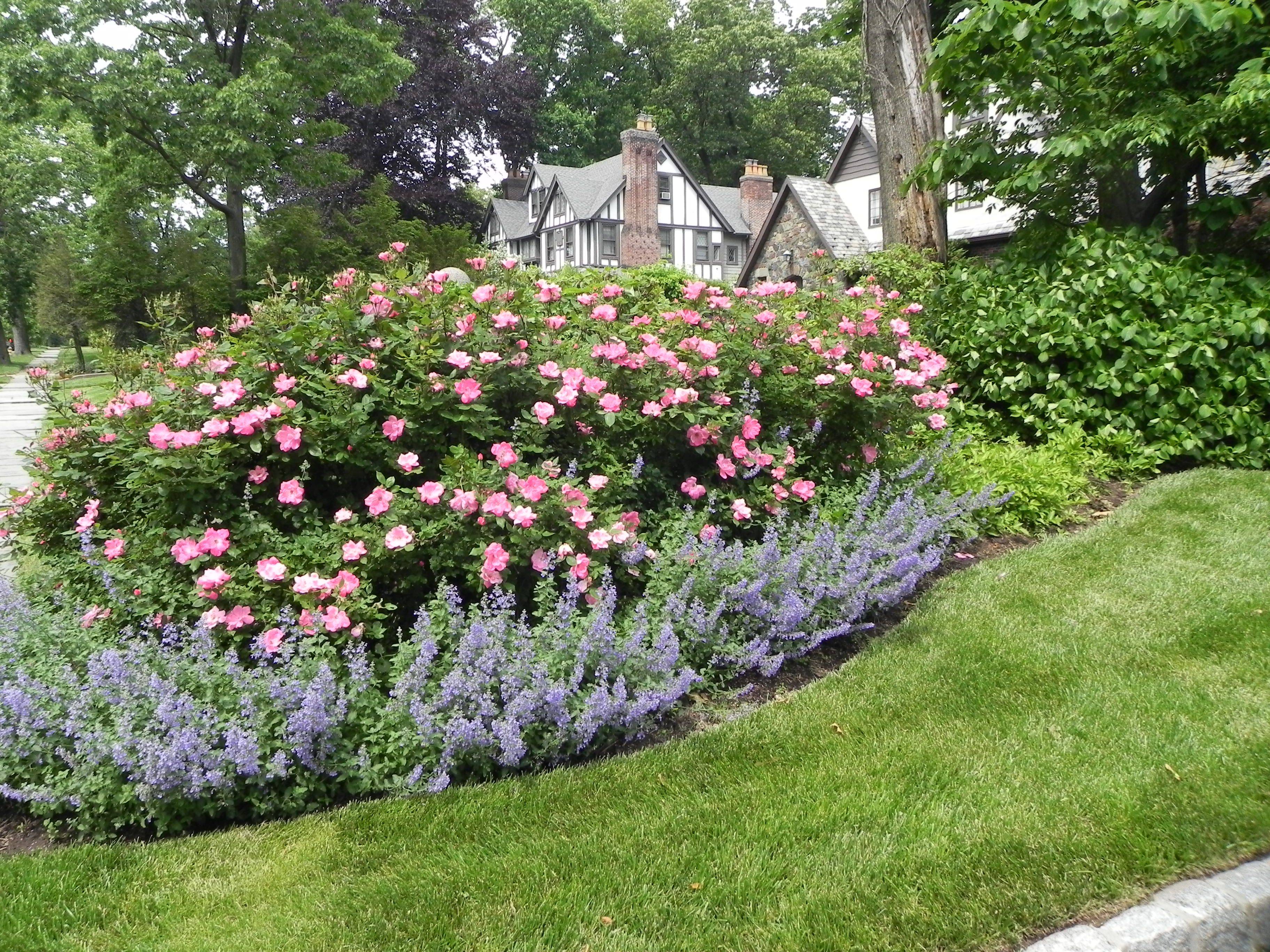 Landscaping Design With Roses Wilson Rose Garden
