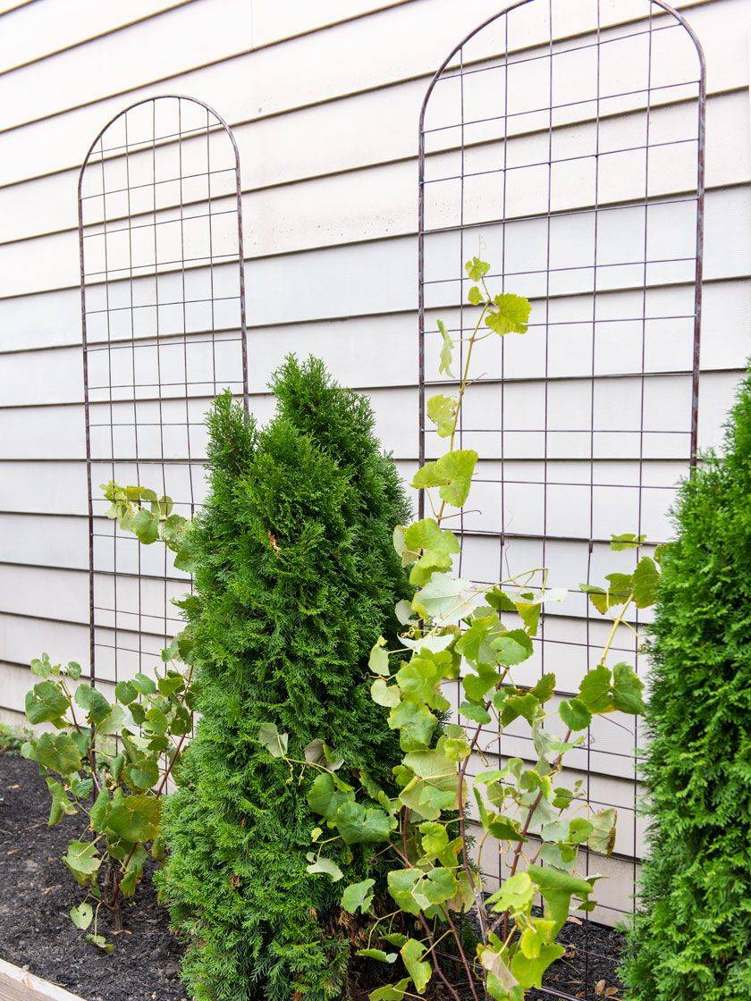 Creative And Easy Diy Trellis Ideas