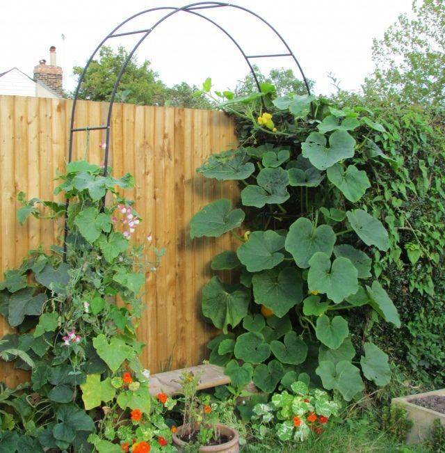 Easy Diy Garden Trellis Ideas