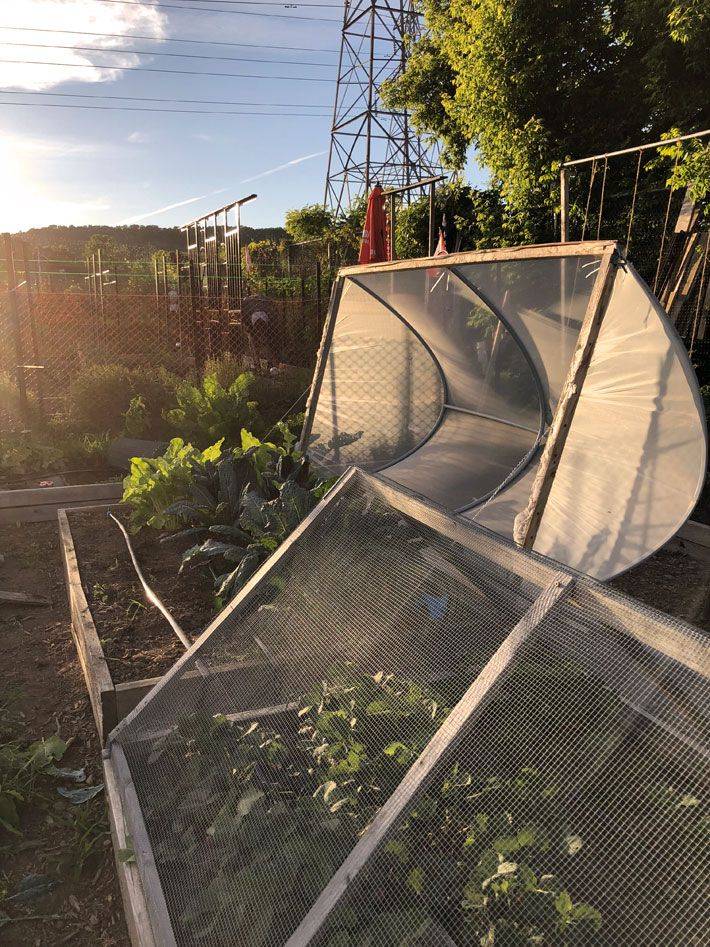 Simple Orgainc Vegetable Garden Hoop House Urban Garden