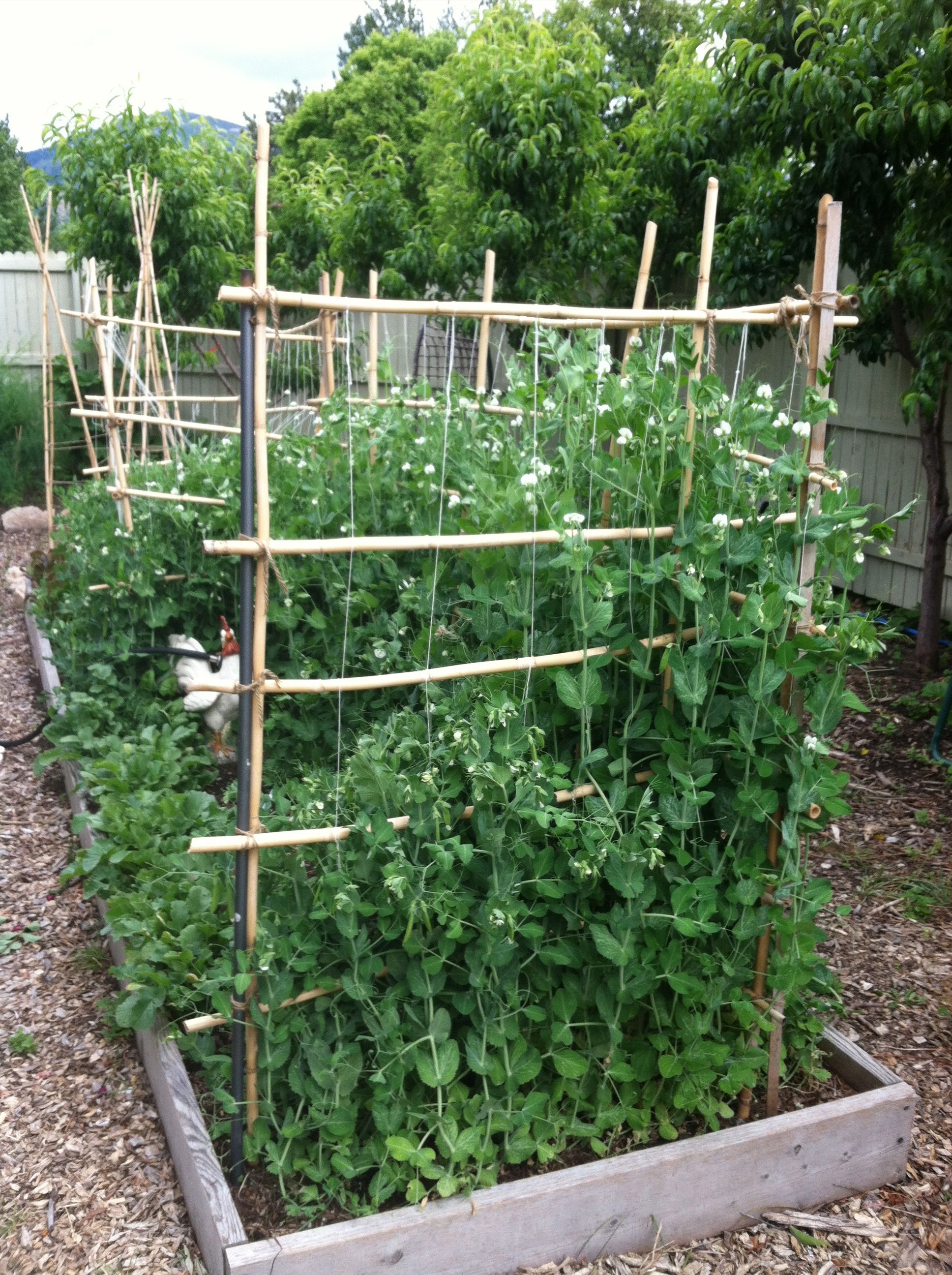 Kitchen Garden Trellis