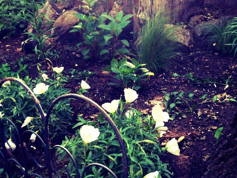 Moon Garden Moon Garden