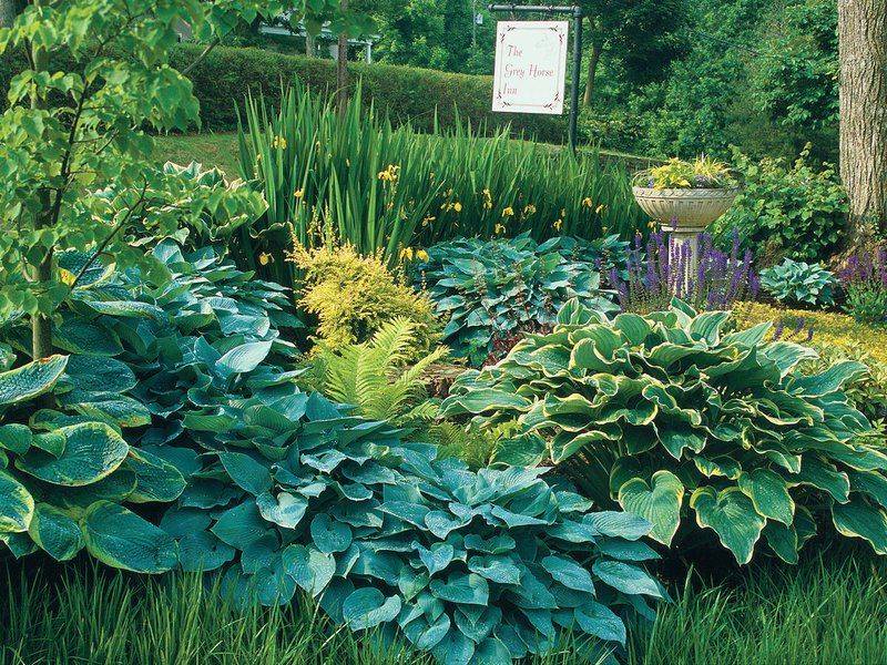 Moon Garden Plants White Flower Farm