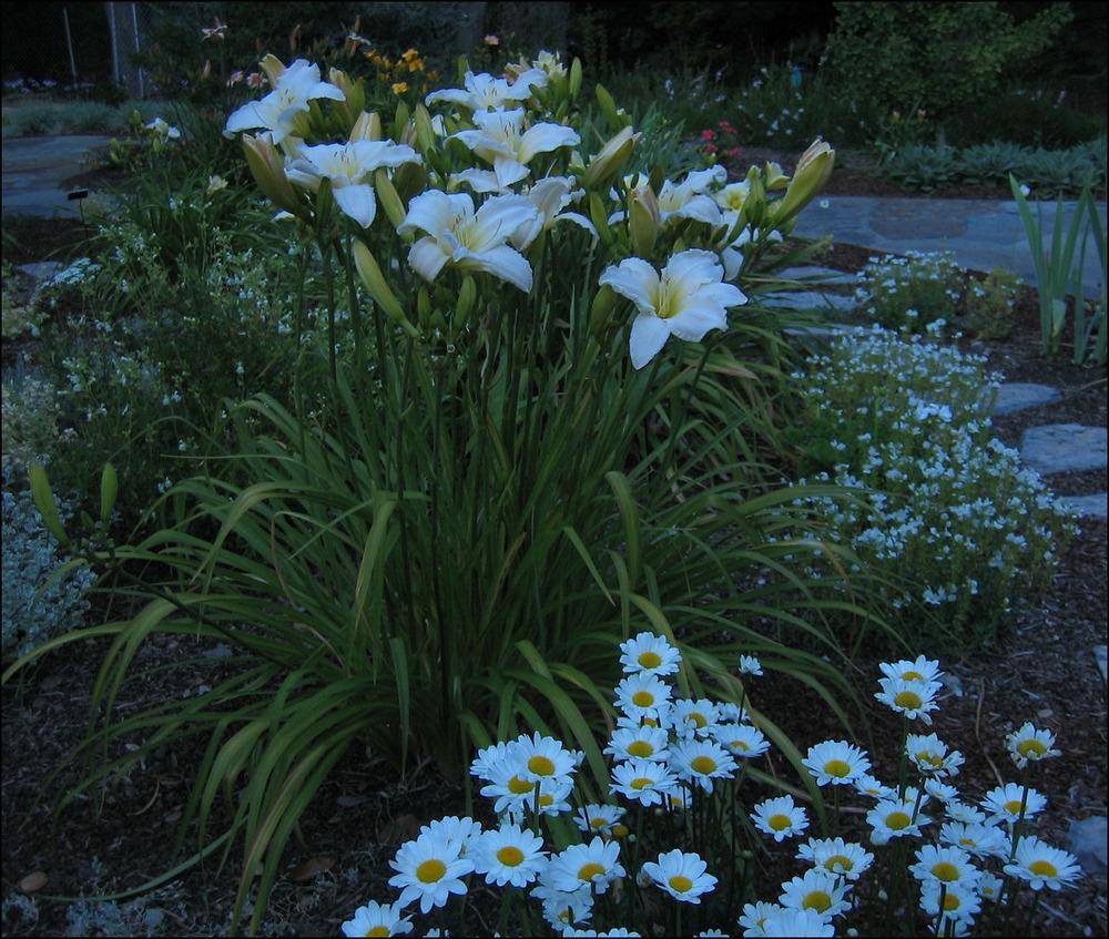 Moon Garden Plants White Flower Farm