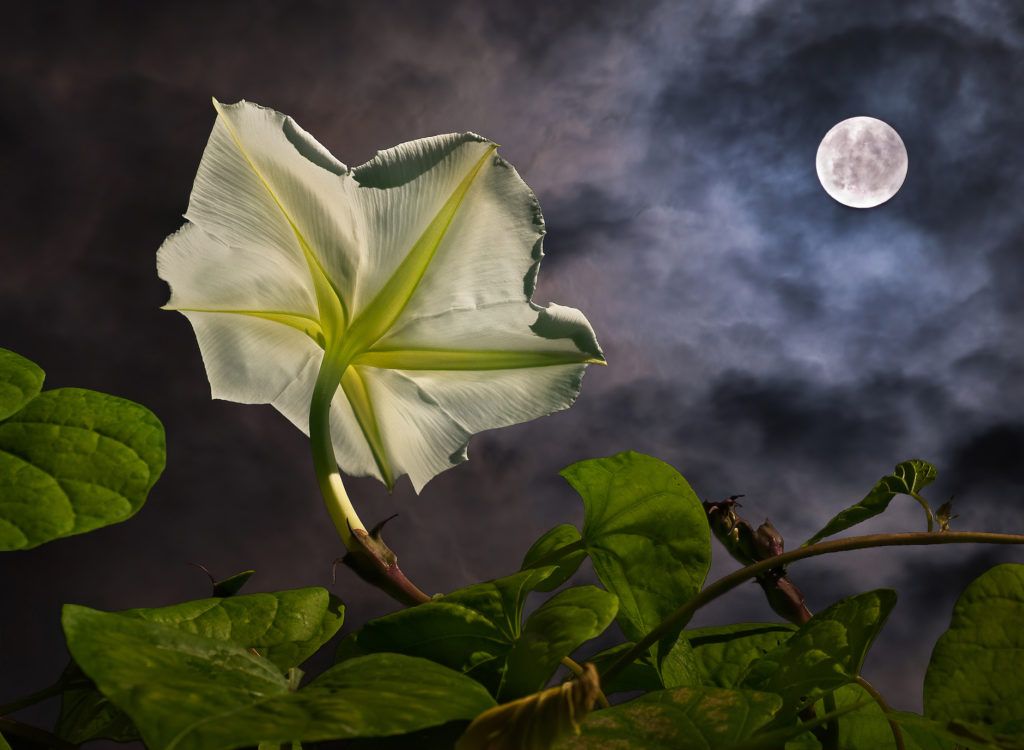 Good Nite Moon Garden