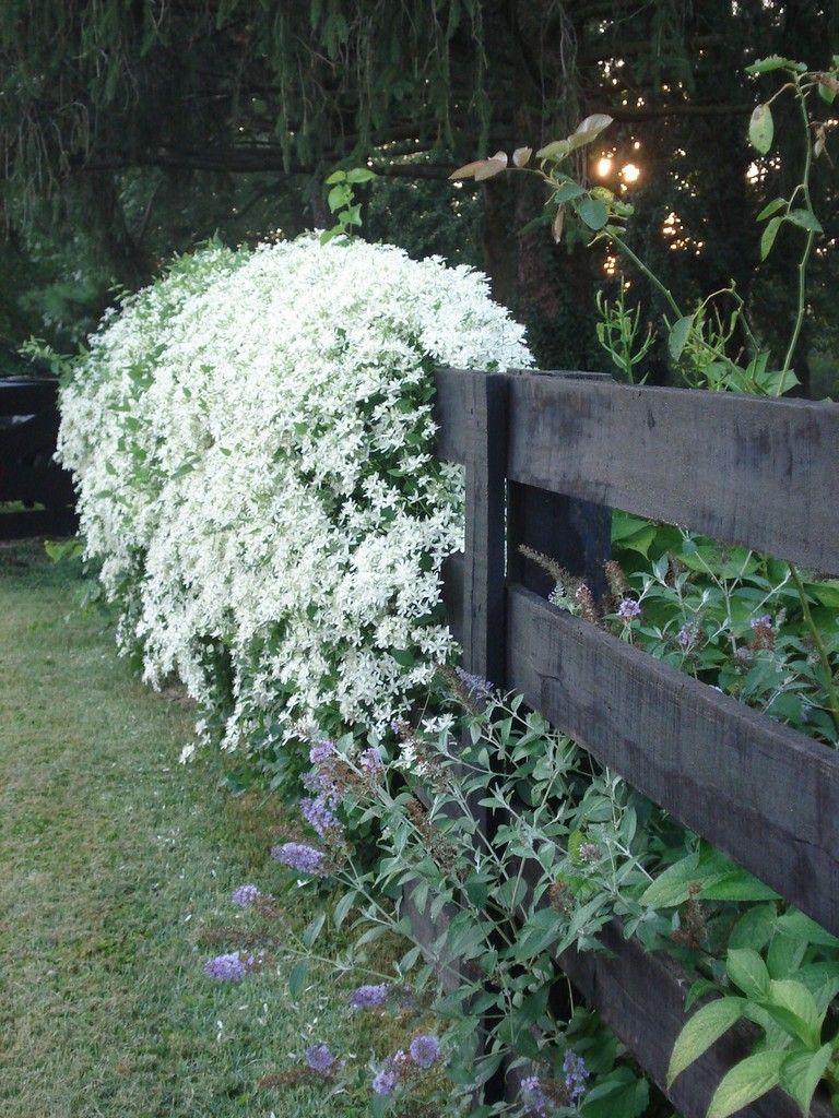 Your Own Magical Moon Garden