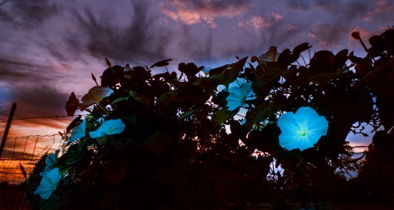 Best Home Gardens Moon Garden