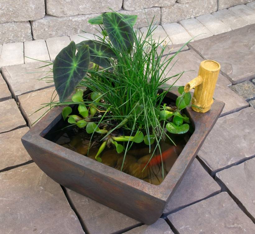 Indoor Water Garden