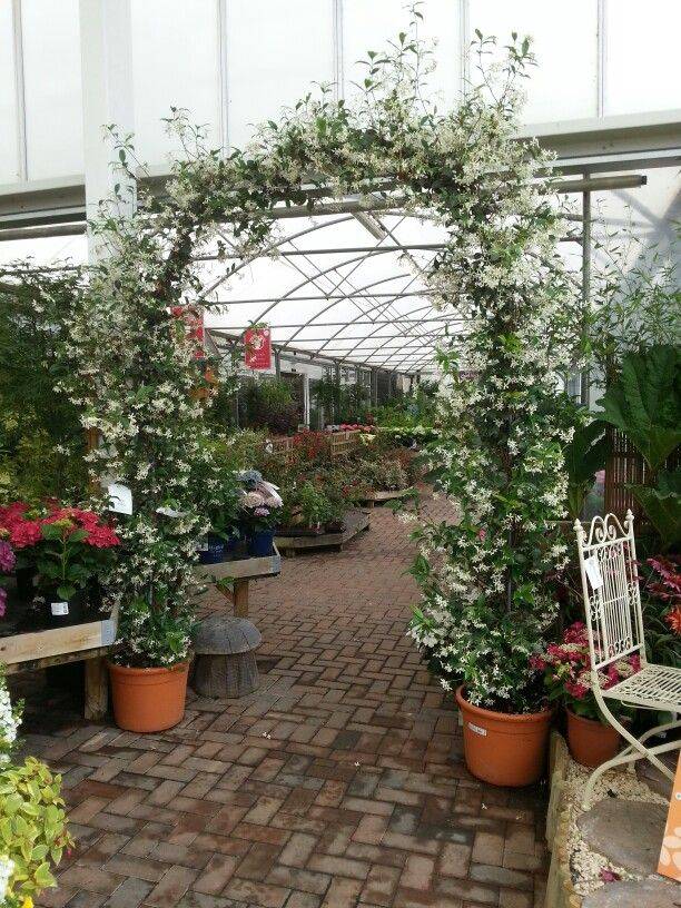 20 Jasmine Garden Arch Ideas You Should Look SharonSable