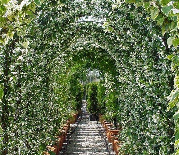 Jasmine Garden Arch