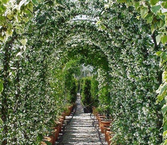 20 Jasmine Garden Arch Ideas You Should Look SharonSable