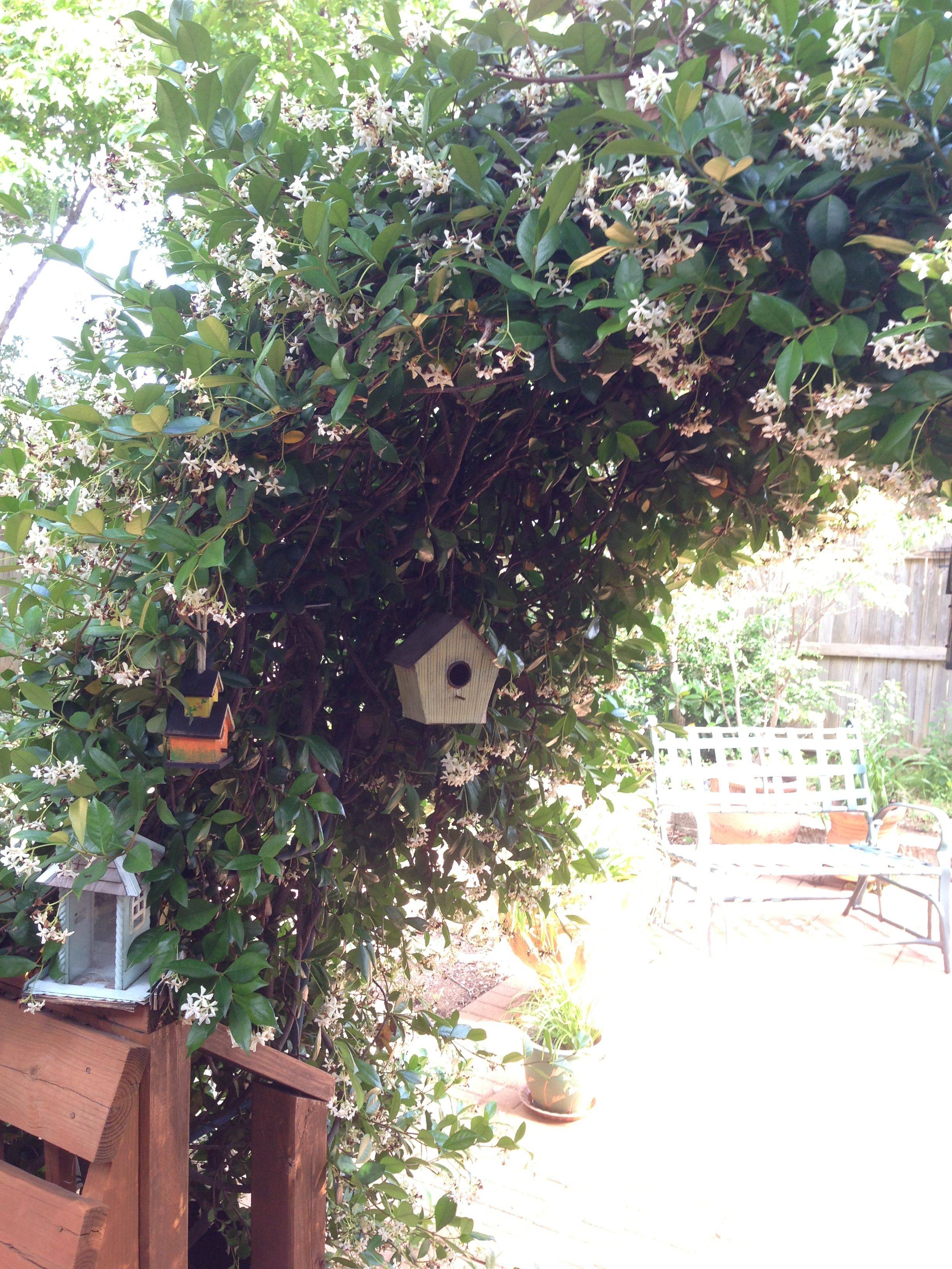 20 Jasmine Garden Arch Ideas You Should Look SharonSable
