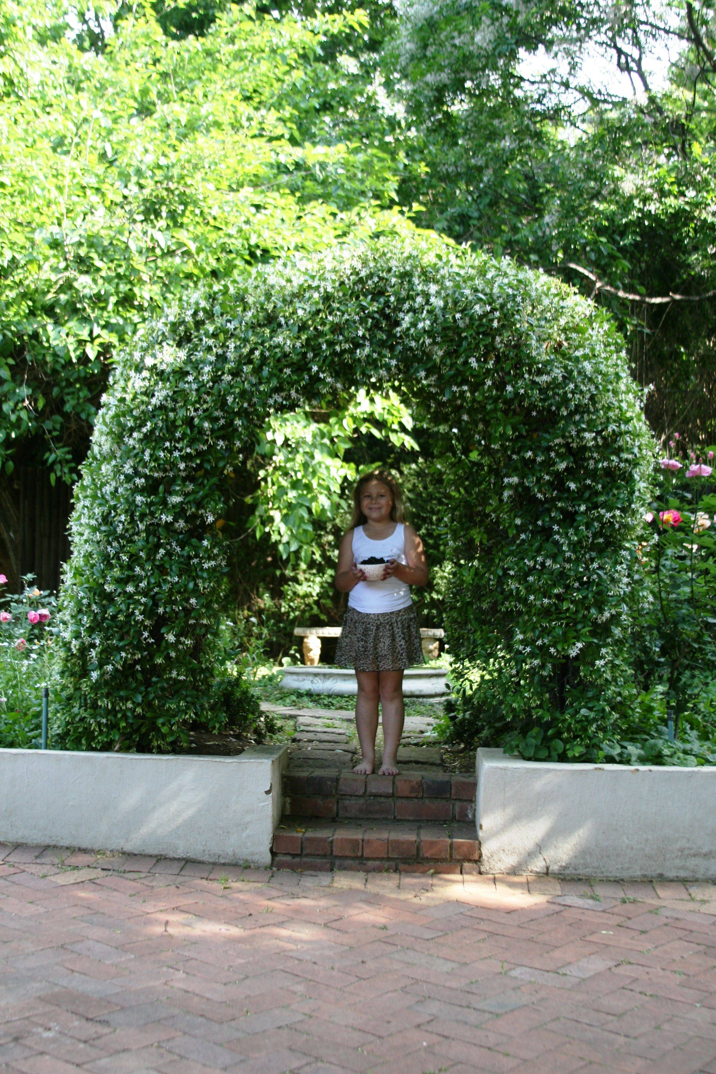20 Jasmine Garden Arch Ideas You Should Look SharonSable