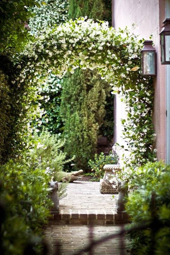 Star Jasmine Plants