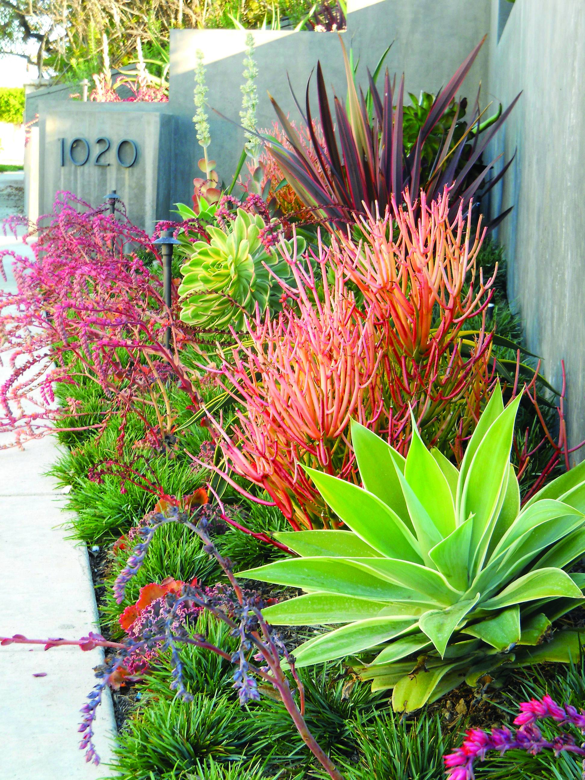 Front Yard Landscaping Ideas Succulent Landscape Design Succulent