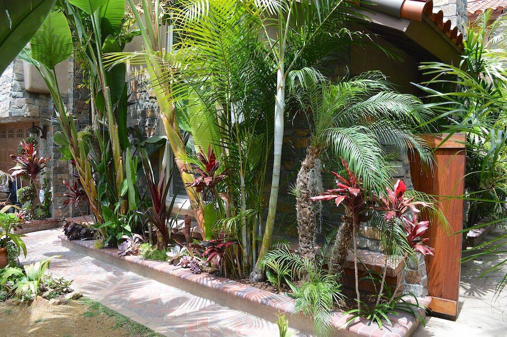 Trachelospermum Jasminoides Variegatum