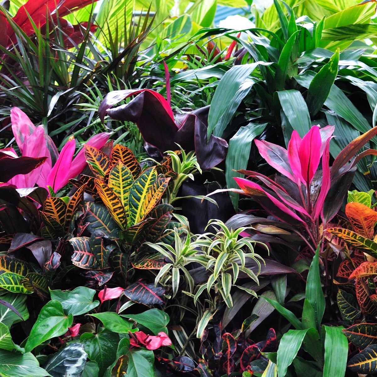 Tropical Flower Garden Design Ideas