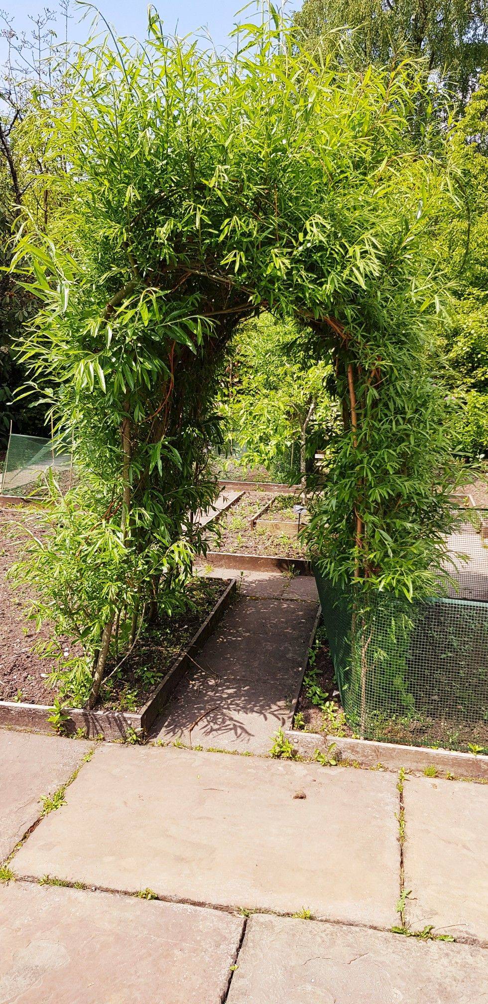 Auctiva Image Hosting Bamboo Garden