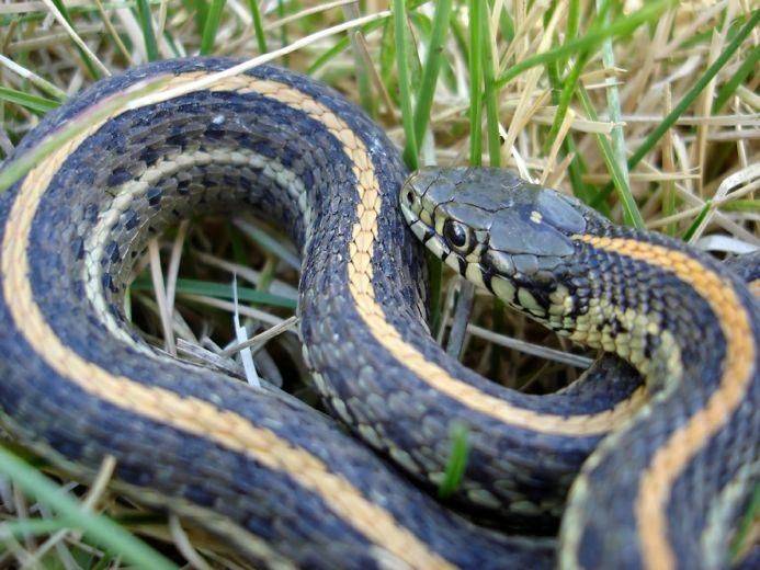 Common Garter Snake Garden Design