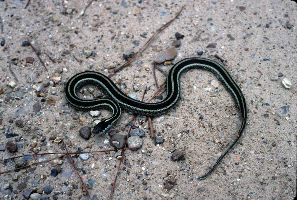 Garden Snake Nj Home And Garden Decoration