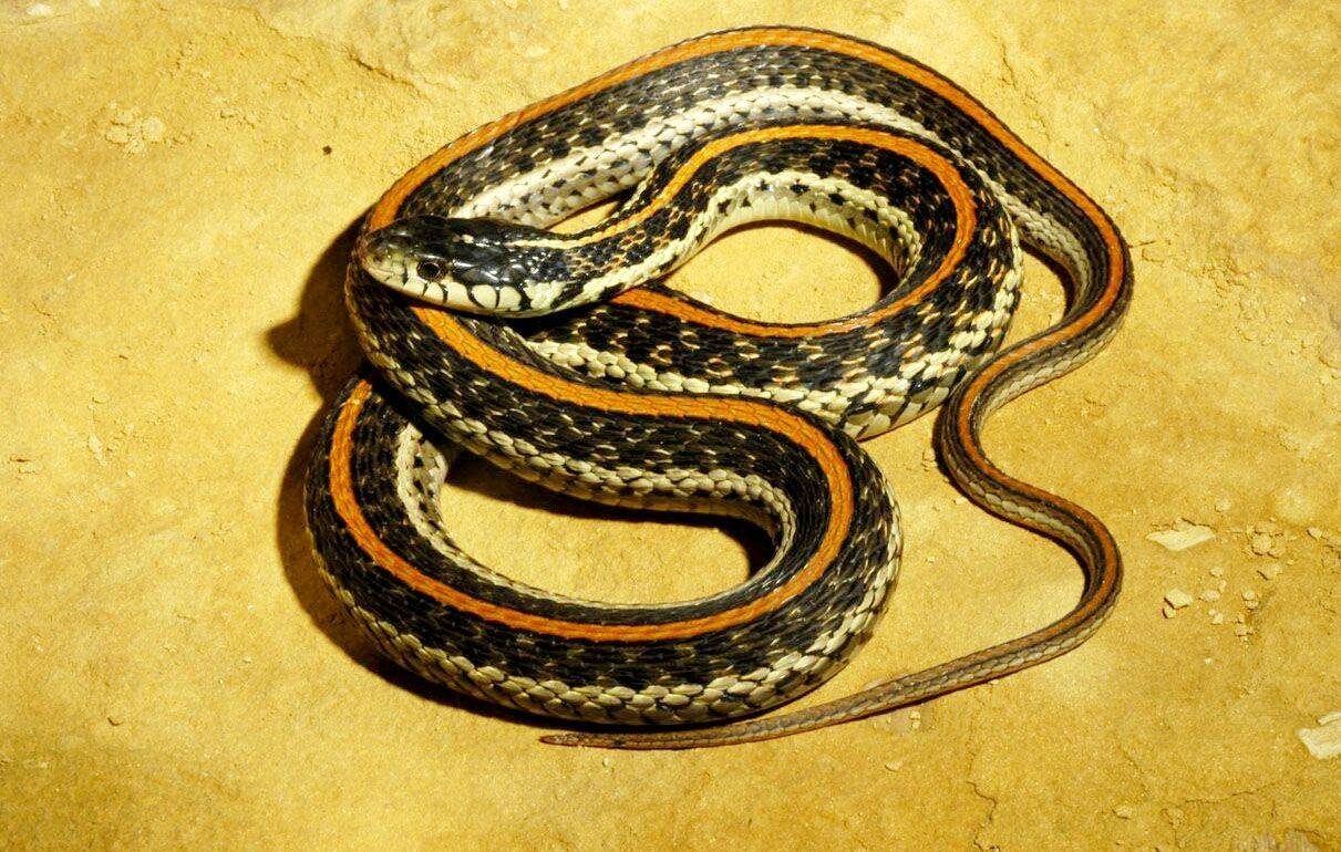 Garden Snake Nj Home And Garden Decoration