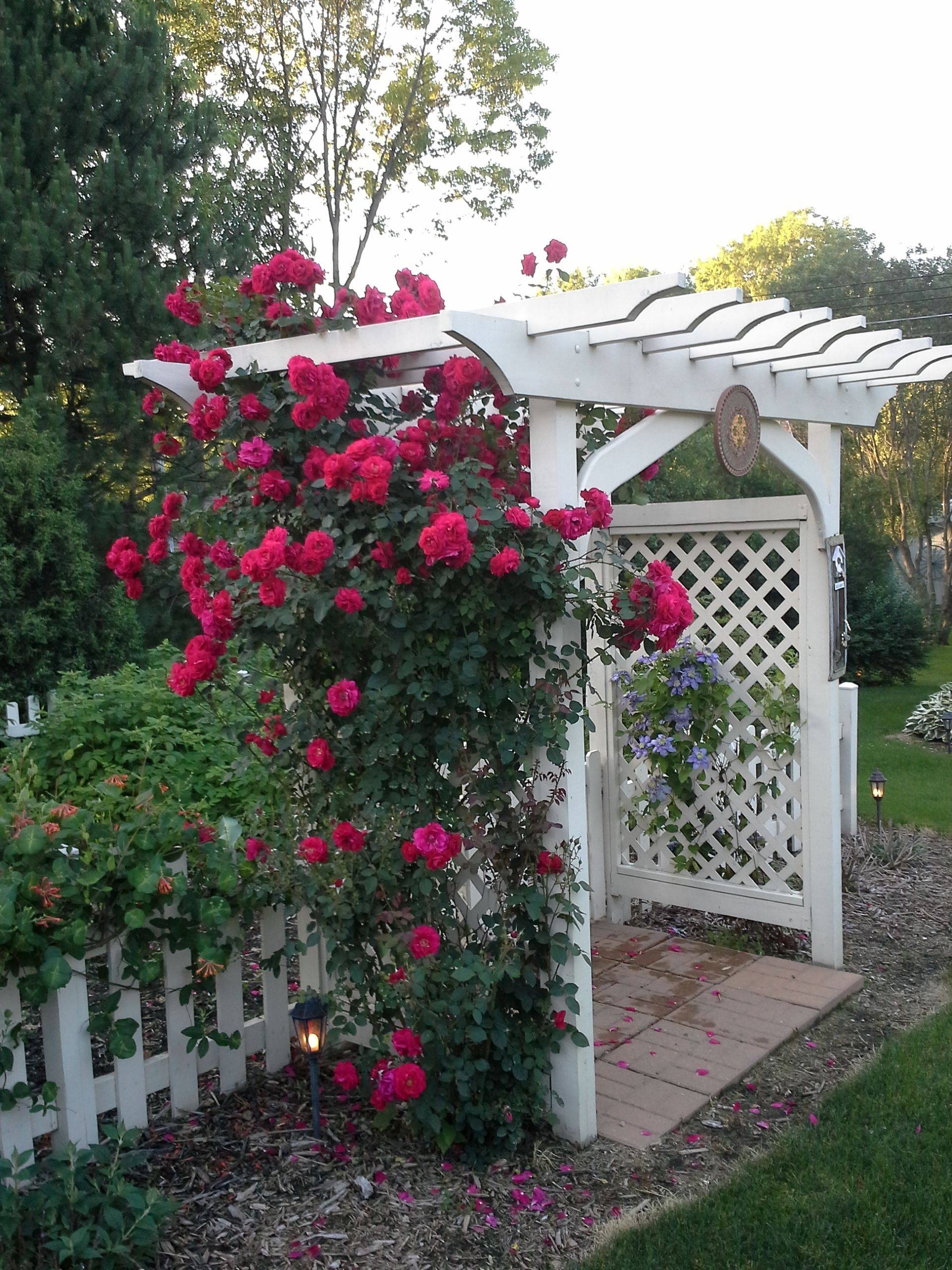 Your Yard Garden Archway