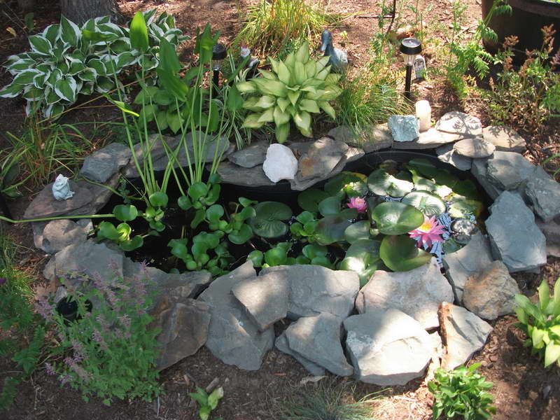 Ponds Backyard