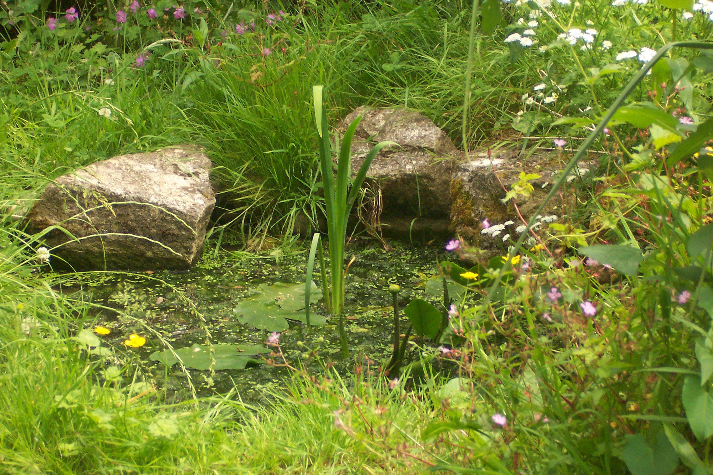 23 Small Garden Ponds Wildlife Ideas To Try This Year SharonSable