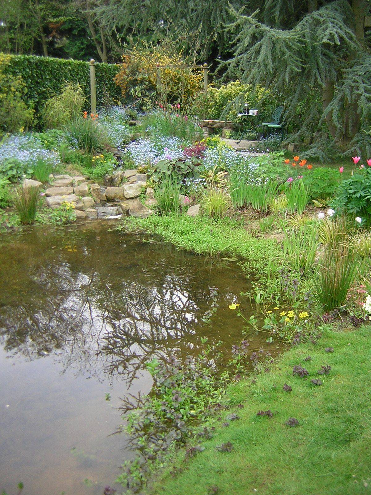 Garden Pond Guide Aquatics World