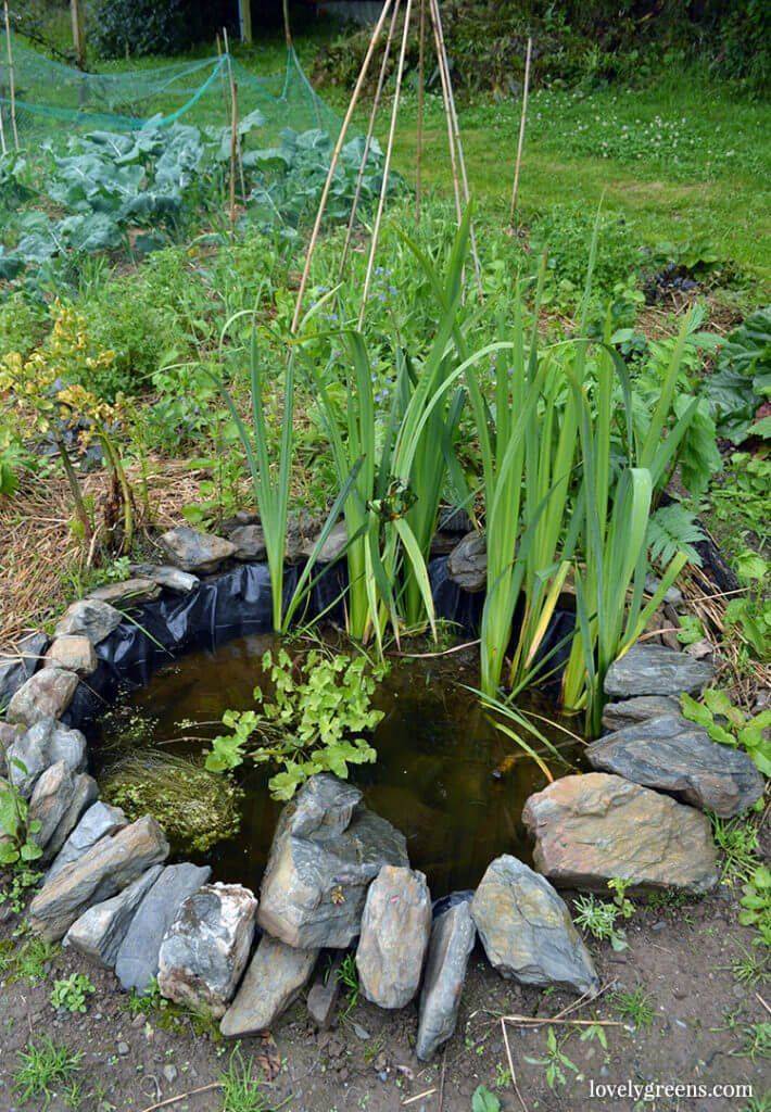 Natural Pond Edging Ideas Best Decorations