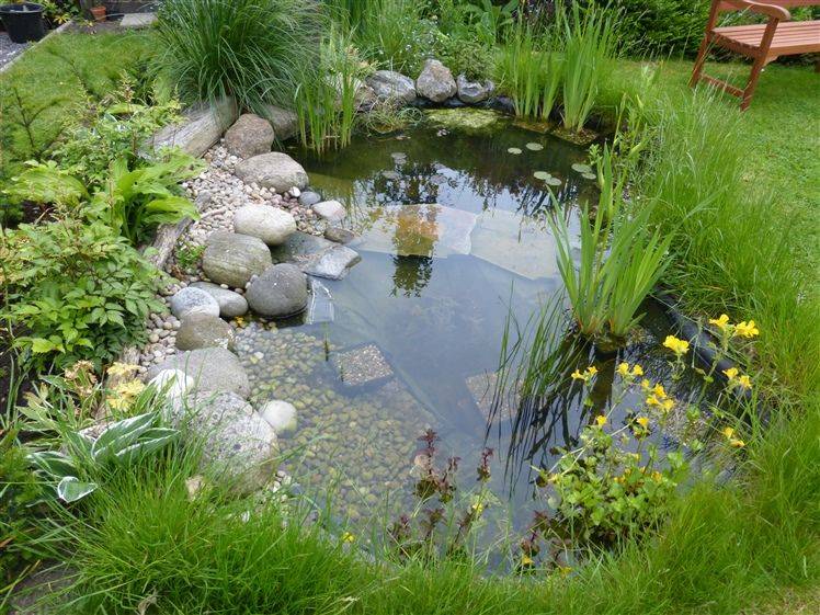 Wildlife Pond