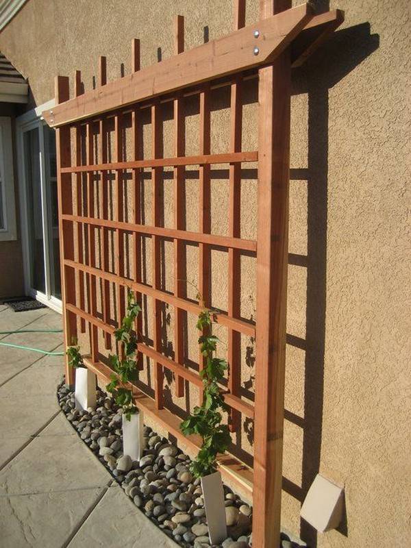 Vegetable Garden Trellis Ideas Simphome