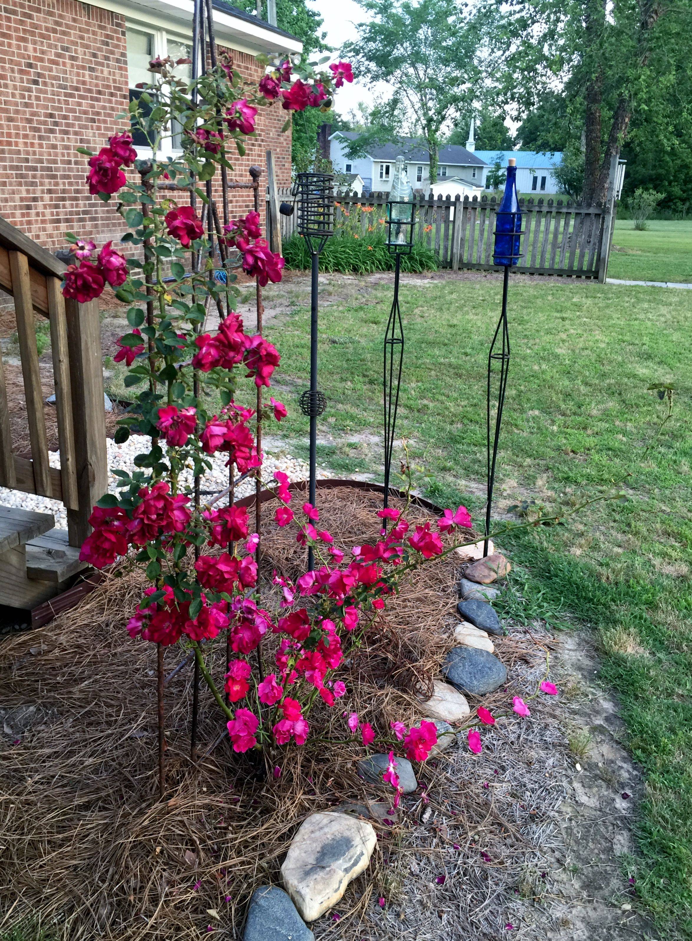 Classic Climbing Rose Supports