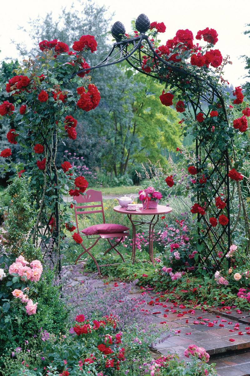 An Elegant Rose Support Guiding Sprawling Shrub Roses