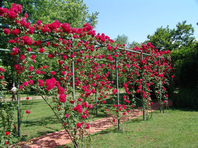 An Elegant Rose Support Guiding Sprawling Shrub Roses