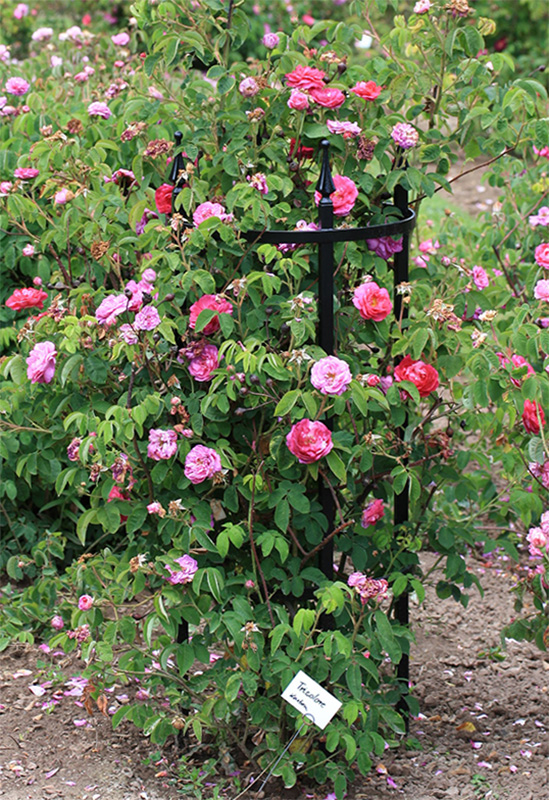 Fabulous Decorations