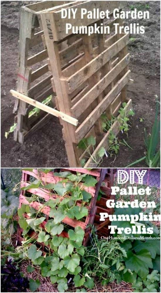 Stylish Fruit Cages