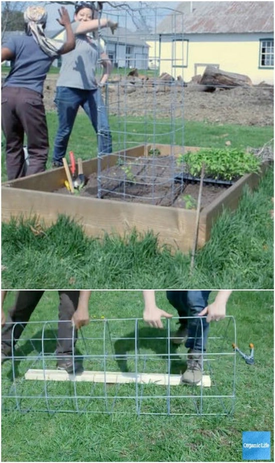 Happy Harvest Tall Tomato Cages Red Plant Supports