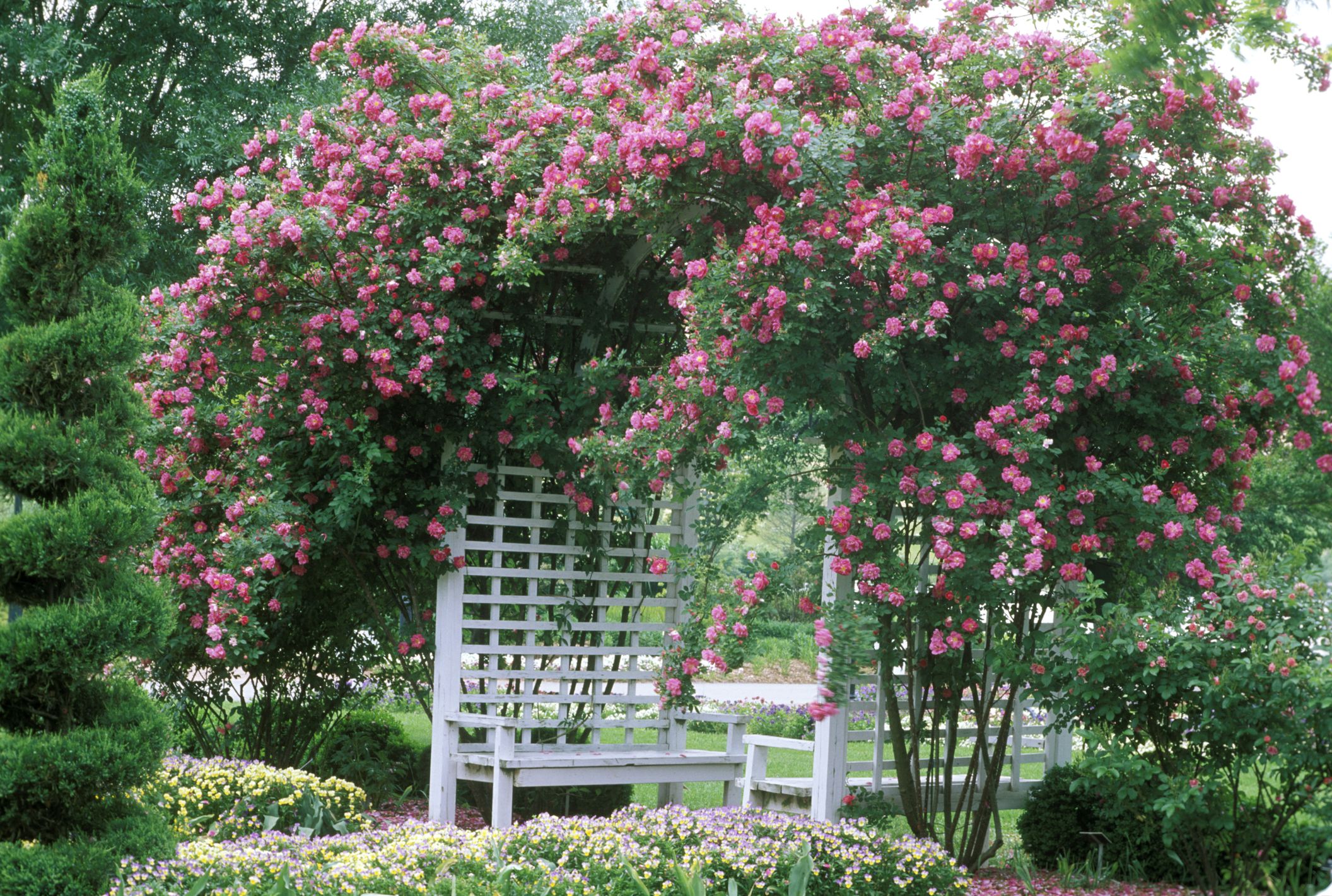 The Rose Arbor