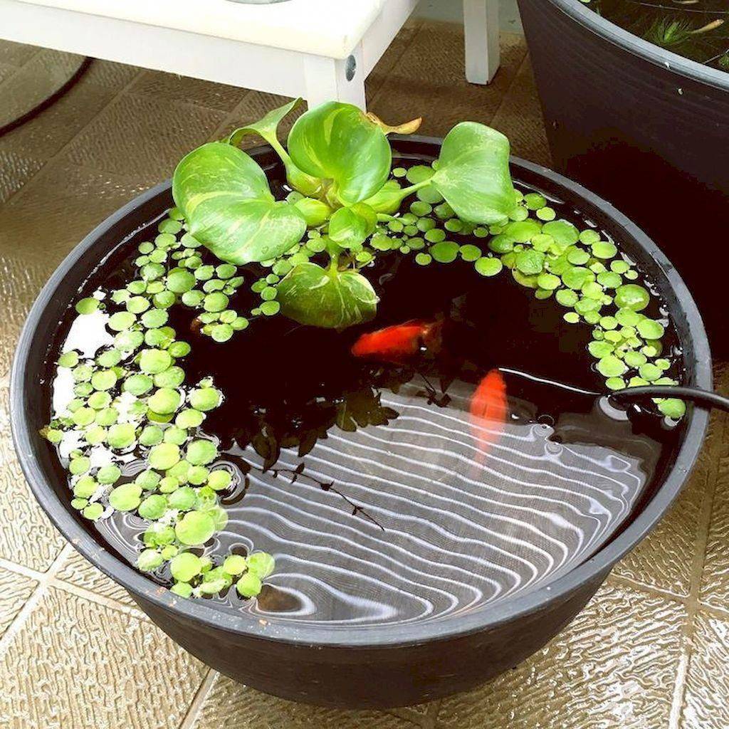 Container Water Garden Ideas