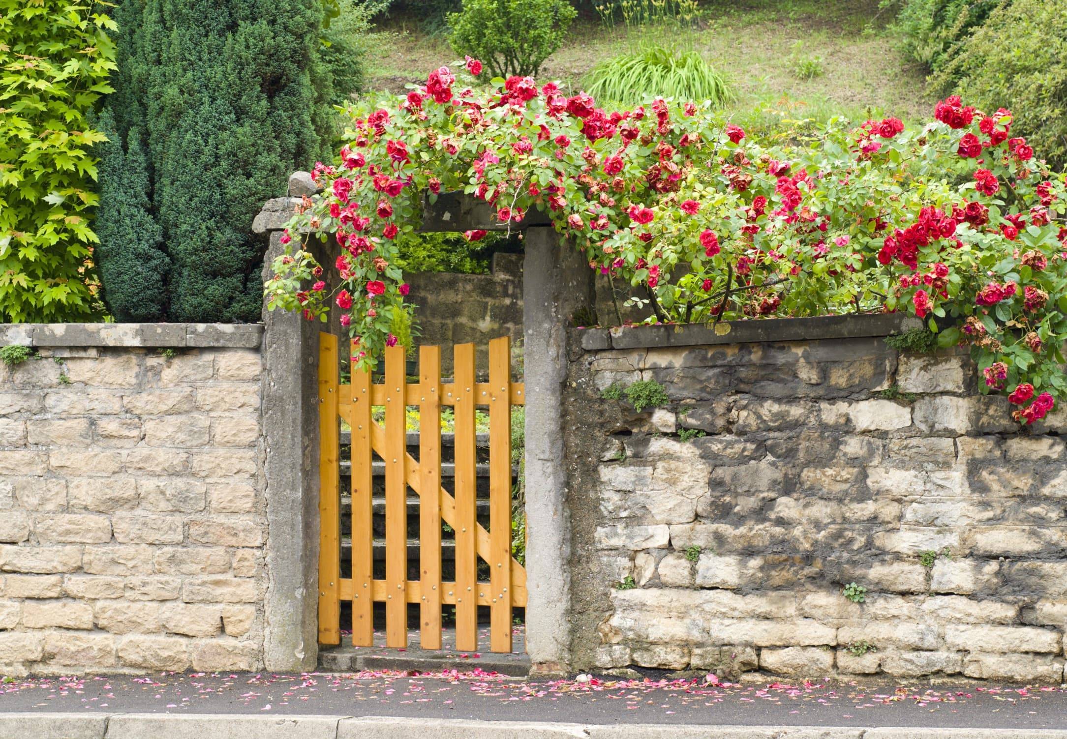 Ultimate Gardening Tips