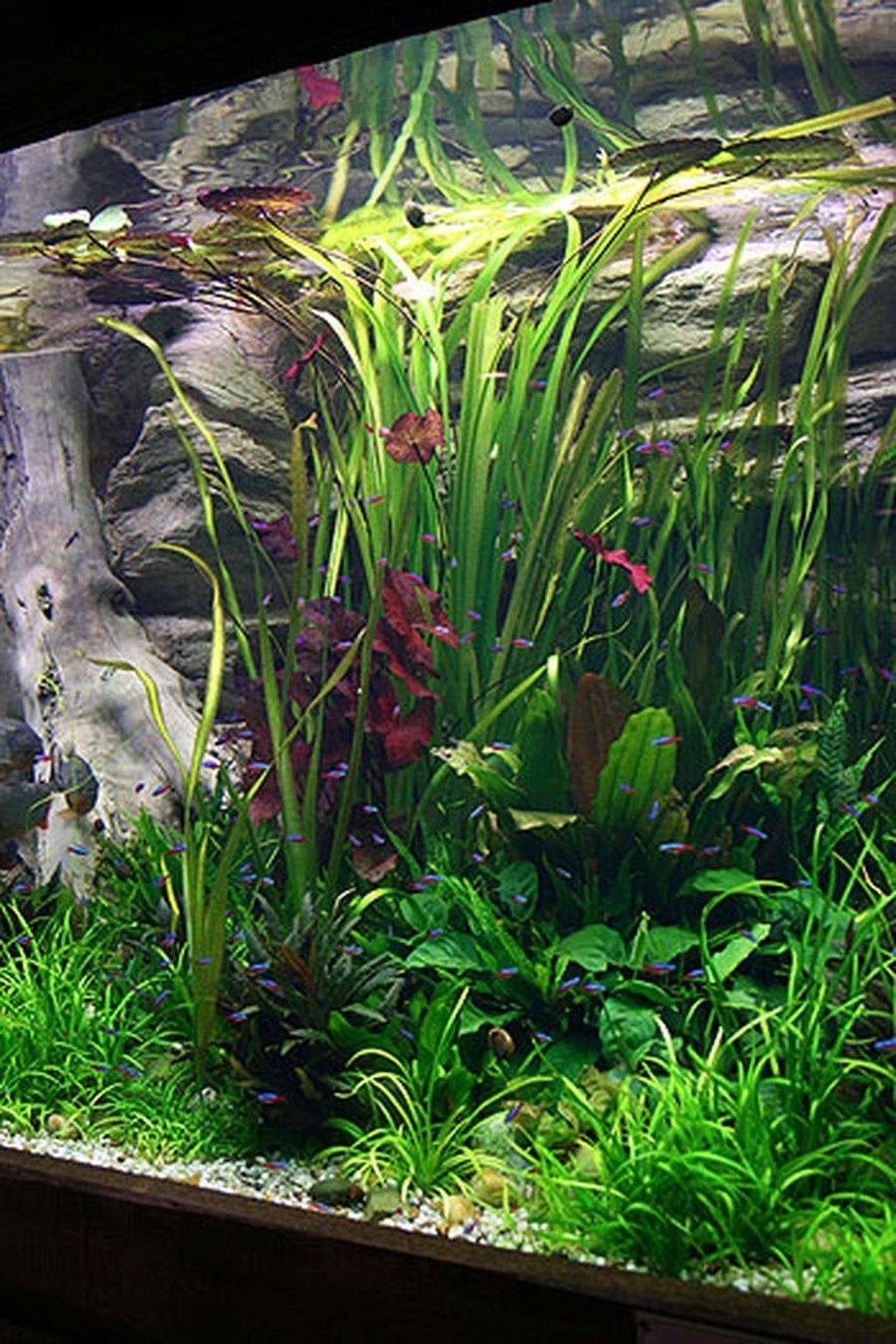 Brilliant Indoor Water Garden Ideas Buzz