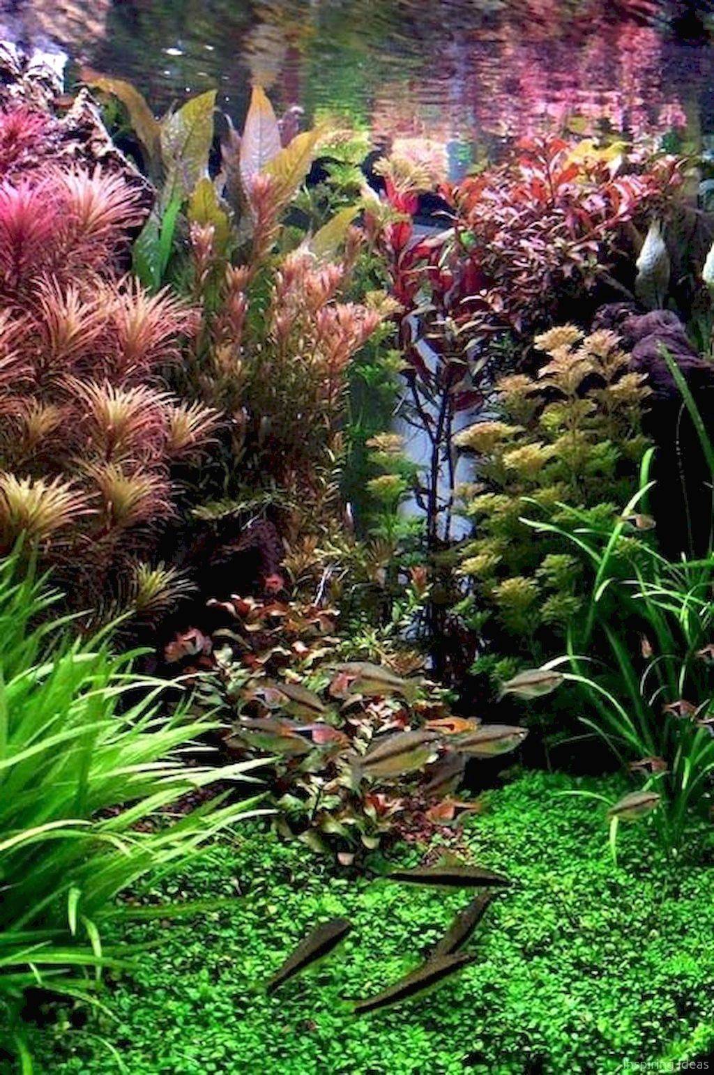 Indoor Water Garden Ideas