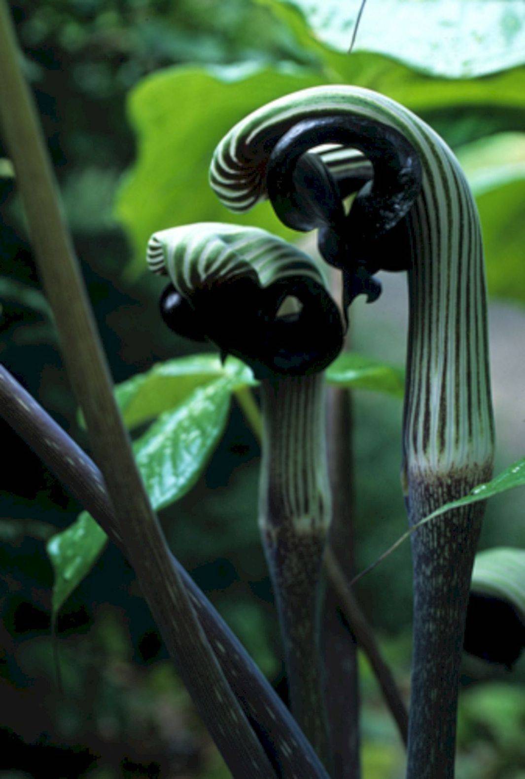 Amazing Goth Garden Design Ideas
