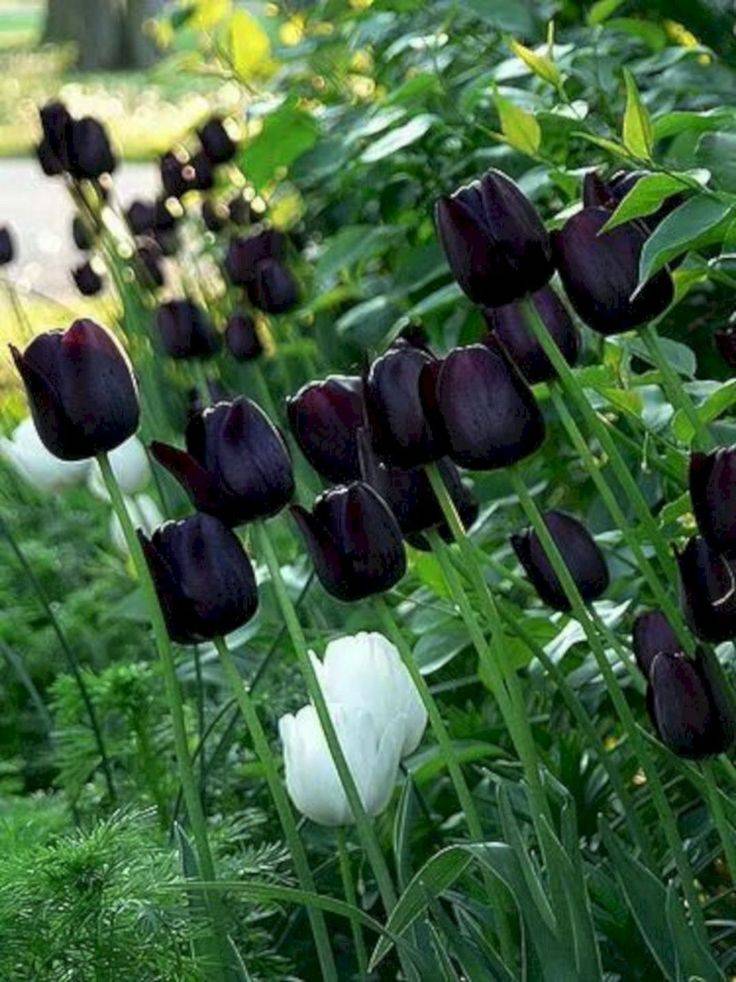 Gothic Garden