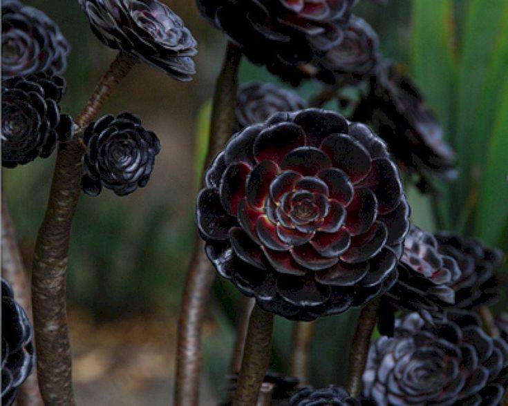 Black Or Dark Plants