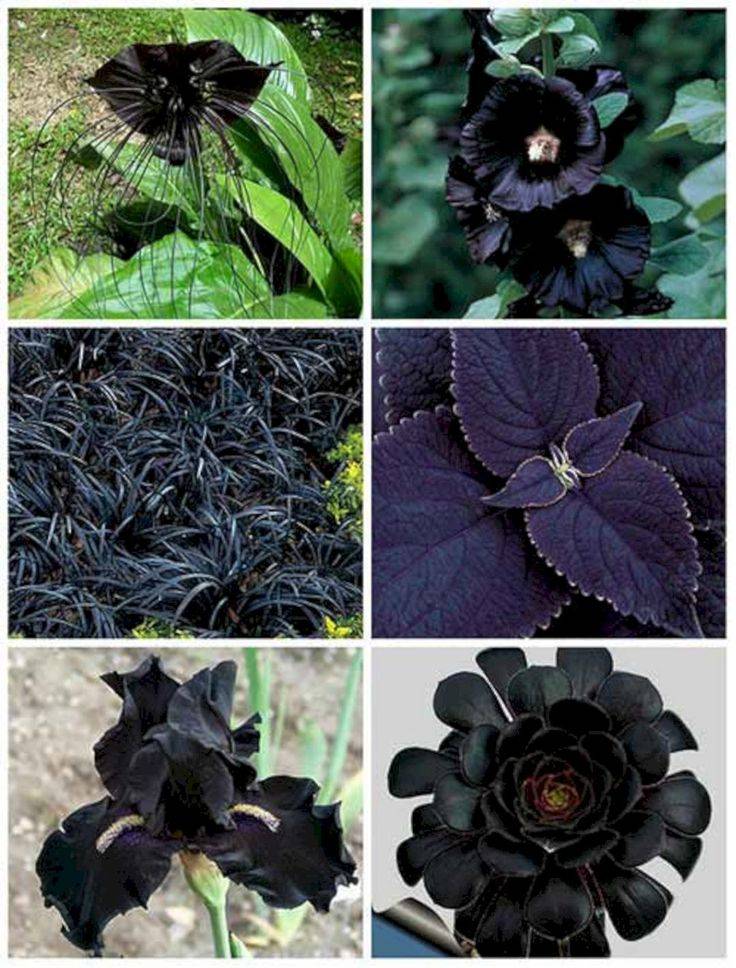 Black Or Dark Plants